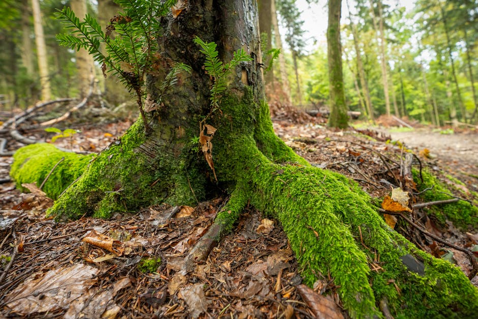 Close-up of moss-covered tree roots in a vibrant, lush forest scene emphasizing nature's beauty.